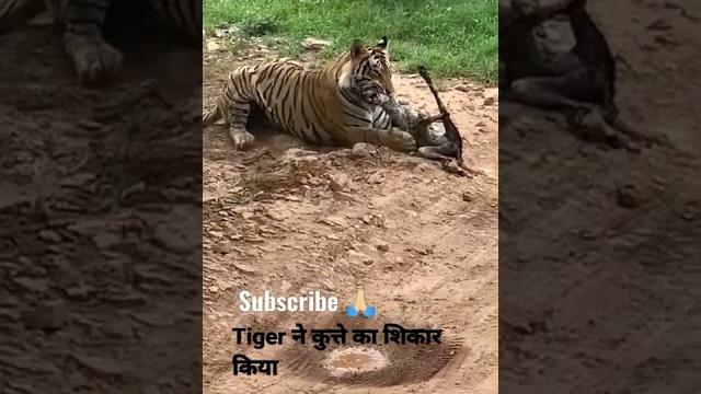 Tiger killed dog at zone 2 ranthambore national park,tiger attack dog #shorts #bigcat #tiger #yt Tiger killed dog at zone 2 ranthambore national park,tiger attack dog #shorts #bigcat #tiger #yt