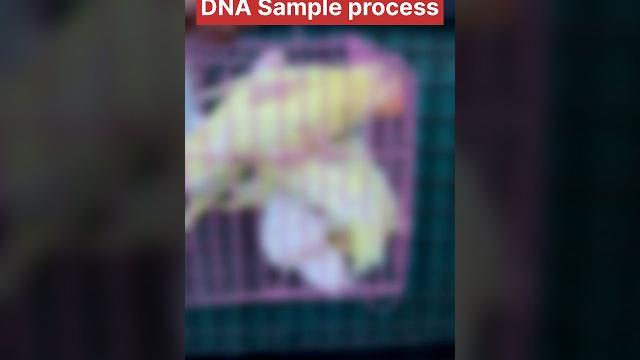 Birds dna process #aligarhbudgiesandfinches Birds dna process #aligarhbudgiesandfinches