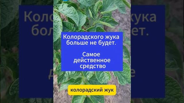 Колорадского жука больше не будетсамое действеное средство #дача #огород #колорадский жук #картофель Колорадского жука больше не будетсамое действеное средство #дача #огород #колорадский жук #картофель