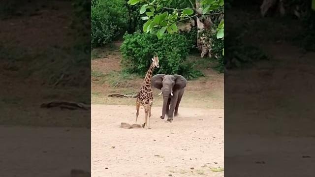 Giraffe escapes charging elephant Giraffe escapes charging elephant