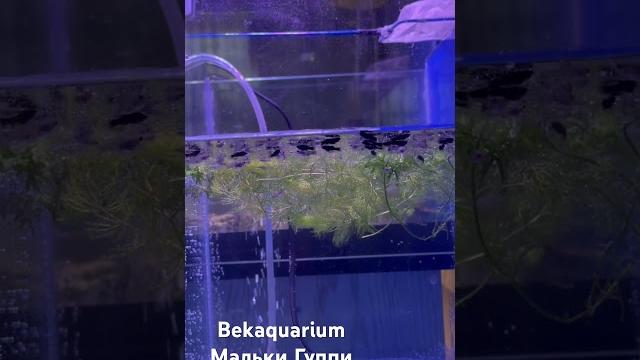 Нерест гуппи #guppy #fish #гуппи Нерест гуппи #guppy #fish #гуппи