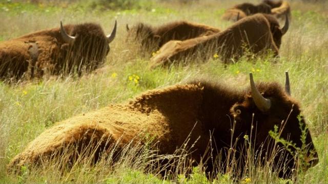 Native americans saw buffalo as more than just food (4k) Native americans saw buffalo as more than just food (4k)