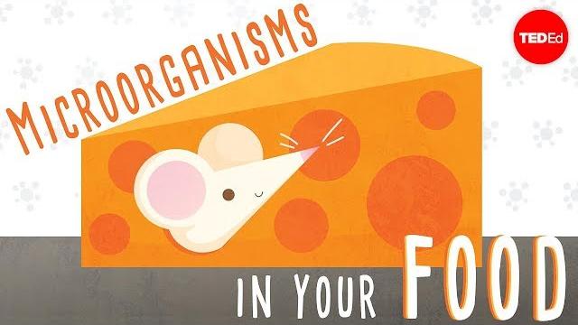The beneficial bacteria that make delicious food - erez garty The beneficial bacteria that make delicious food - erez garty