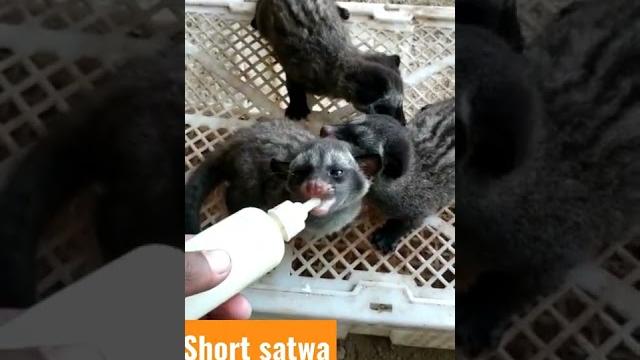 Anak musang lucu lagi ngedot Anak musang lucu lagi ngedot