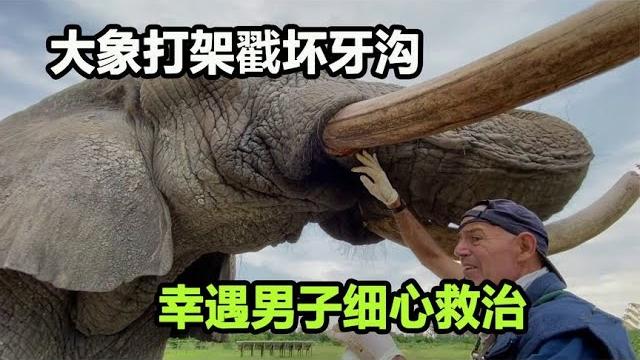 两只大象开战,象牙直戳对方牙沟,象牙差点被废了,幸遇男子相救 两只大象开战,象牙直戳对方牙沟,象牙差点被废了,幸遇男子相救