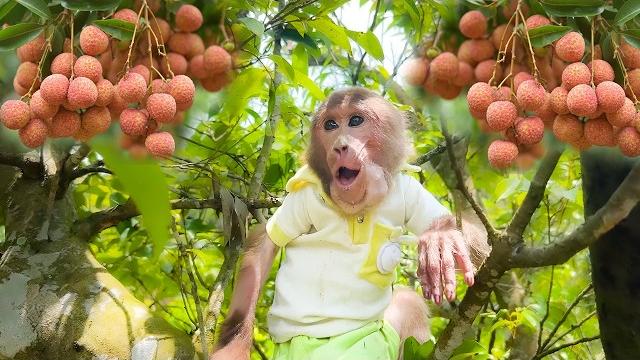 Bibi explores the garden, harvests wild lychees to enjoy and bring back for uncle phong! Bibi explores the garden, harvests wild lychees to enjoy and bring back for uncle phong!