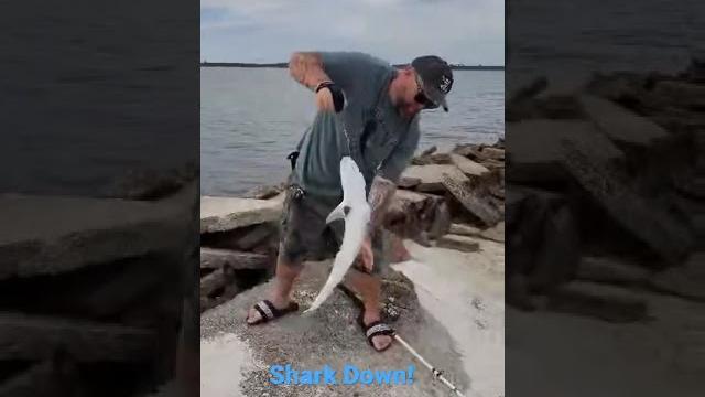 Shark spanking Shark spanking