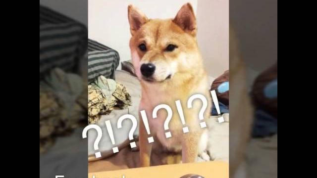 【柴犬nana(奈奈)】 問答遊戲小插曲..竟然開口回阿楞說.. 【柴犬nana(奈奈)】 問答遊戲小插曲..竟然開口回阿楞說..