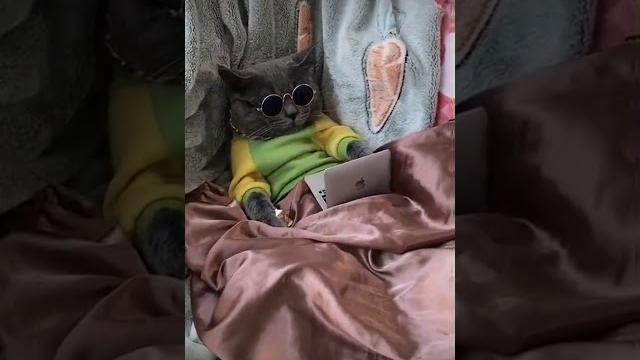 Porno Porno
