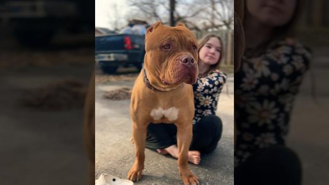 Alli will miss bustr #bigdog #bullydog #shorts Alli will miss bustr #bigdog #bullydog #shorts