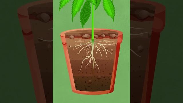 Watering cannabis plants Watering cannabis plants