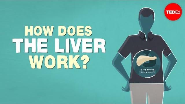 What does the liver do? - emma bryce What does the liver do? - emma bryce