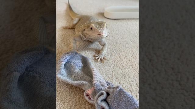 Mating season for my bearded dragon #pet #beardeddragon #reptile #lizard #animal #cute #new Mating season for my bearded dragon #pet #beardeddragon #reptile #lizard #animal #cute #new