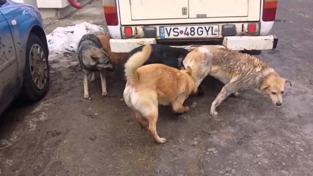 Funny animals compilation dog mating video compilation dog mating hard closeup and longtime Funny animals compilation dog mating video compilation dog mating hard closeup and longtime