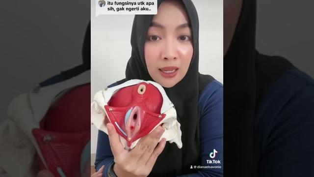 Fungsi peraga 3 lubang pada panggul wanita Fungsi peraga 3 lubang pada panggul wanita