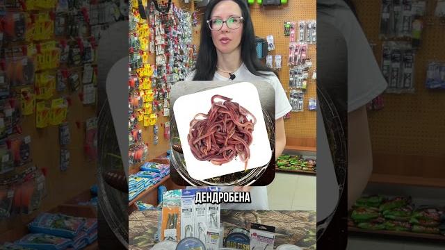 Уловистая сомовья наживка #рыбак #сом #сомятина #рыбалка #квок #ловлясома #обзор #донка Уловистая сомовья наживка #рыбак #сом #сомятина #рыбалка #квок #ловлясома #обзор #донка