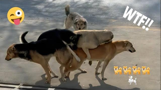 Dogs doing 4some | 4 male dogs have a fun with female dog and want to have her by force Dogs doing 4some | 4 male dogs have a fun with female dog and want to have her by force