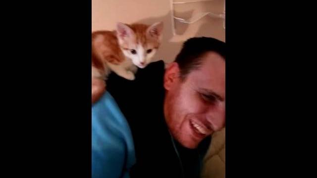 Kitten licking ears Kitten licking ears
