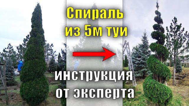5м. спираль из туи от эксперта. мастер - класс по стрижке, туя смарагд обрезка и формирование туи 5м. спираль из туи от эксперта. мастер - класс по стрижке, туя смарагд обрезка и формирование туи