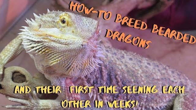 Breeding bearded dragons! Breeding bearded dragons!