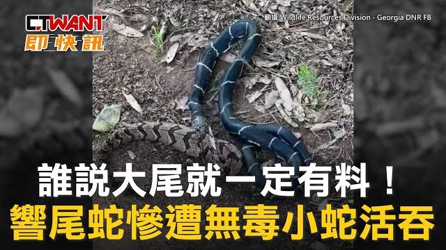 Ctwant 國際新聞 / 誰說大尾就一定有料! 響尾蛇慘遭無毒小蛇活吞 Ctwant 國際新聞 / 誰說大尾就一定有料! 響尾蛇慘遭無毒小蛇活吞