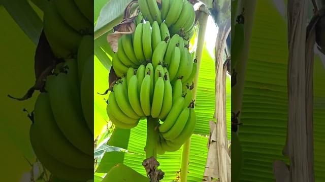 Export quality bananas Export quality bananas