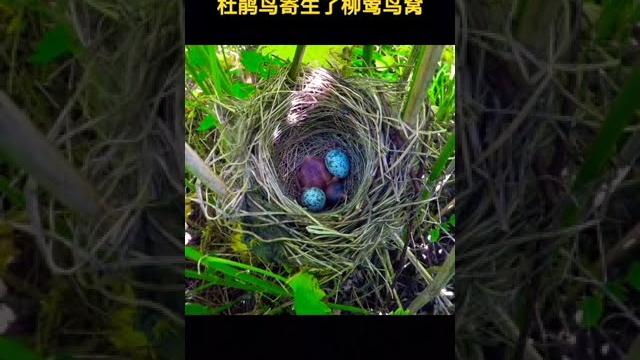 杜鹃鸟推蛋秀 杜鹃鸟推蛋秀
