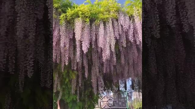 漂亮的紫藤花盛开!beautiful wisteria flower 漂亮的紫藤花盛开!beautiful wisteria flower