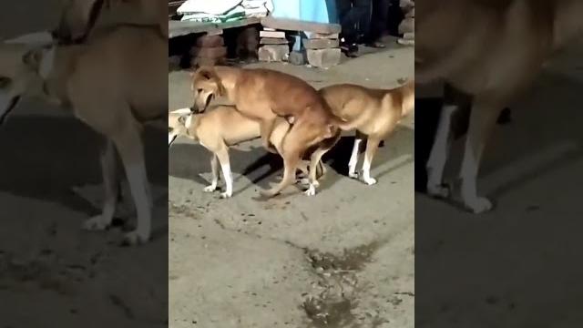 Sex on road trip !! dog fight !! funny #shorts Sex on road trip !! dog fight !! funny #shorts