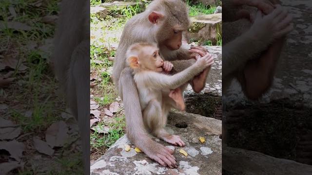 You won't believe how lovely lily is help nursing mom #cute #cutemonkey #animals #lovely You won't believe how lovely lily is help nursing mom #cute #cutemonkey #animals #lovely