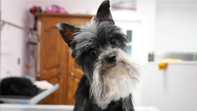 Most annoying psychopathic gremlin dog with a foot fetish Most annoying psychopathic gremlin dog with a foot fetish