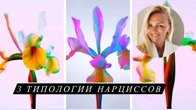 3 категории нарциссов 3 категории нарциссов