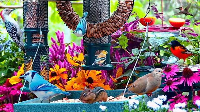 Live 4k cottage garden bird feeder: cardinals, woodpeckers, song birds, bees, and flowers Live 4k cottage garden bird feeder: cardinals, woodpeckers, song birds, bees, and flowers