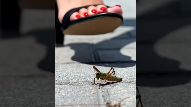 Grasshopper almost crush Grasshopper almost crush