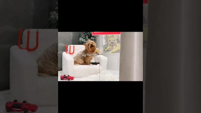 Мики пики | злой пёс #shorts #youtubeshorts #рек #tiktok #video #вайны #рекомендации #юмор #trend Мики пики | злой пёс #shorts #youtubeshorts #рек #tiktok #video #вайны #рекомендации #юмор #trend