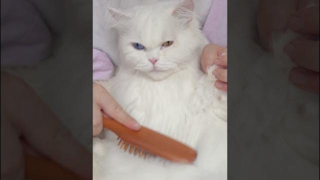 屁兜pidou的沉浸式梳毛 spa asmr #asmr #cat #cats 屁兜pidou的沉浸式梳毛 spa asmr #asmr #cat #cats