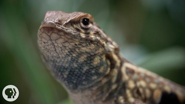 These lizards have been playing rock-paper-scissors for 15 million years | deep look These lizards have been playing rock-paper-scissors for 15 million years | deep look