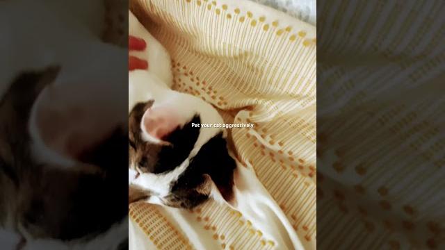 Yeet pet cat Yeet pet cat