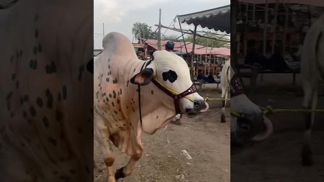 #beauty #cow demand 10lack #beauty #cow demand 10lack