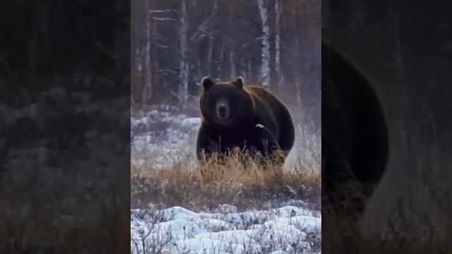 Охота на медведя. bear hunting Охота на медведя. bear hunting