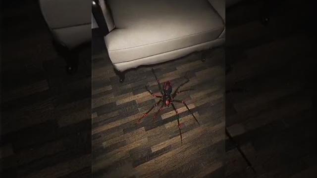 Arachnophobia #spider #shorts Arachnophobia #spider #shorts