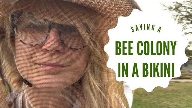 What the?! only 5 bees? trying to save a tiny honey bee colony - girl beekeeping in a bikini What the?! only 5 bees? trying to save a tiny honey bee colony - girl beekeeping in a bikini