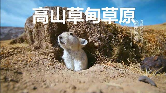 高山草甸草原 高山草甸草原