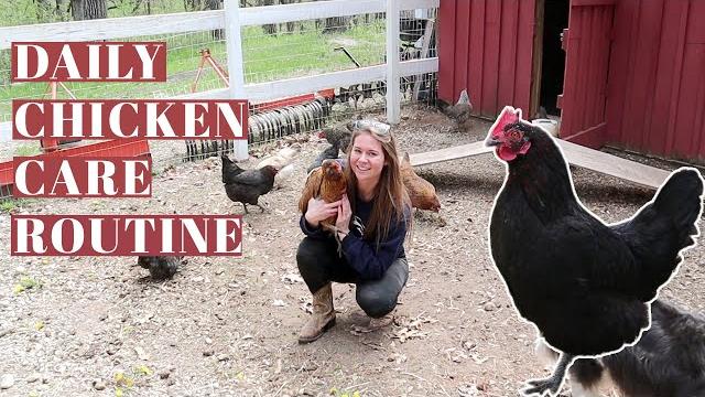 Daily chicken care routine | raising backyard poultry | hobby farm homestead | egg laying hens Daily chicken care routine | raising backyard poultry | hobby farm homestead | egg laying hens