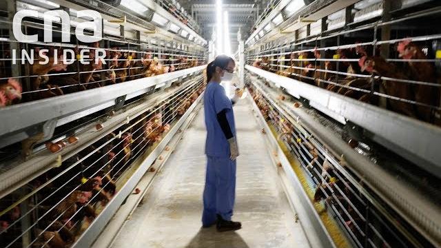 Inside singapore's largest egg farm Inside singapore's largest egg farm