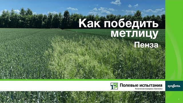 Как победить метлицу, пенза Как победить метлицу, пенза