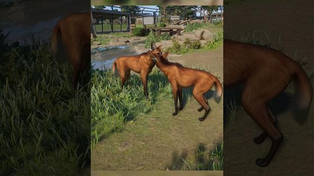 Maned wolf mating animation | planet zoo Maned wolf mating animation | planet zoo