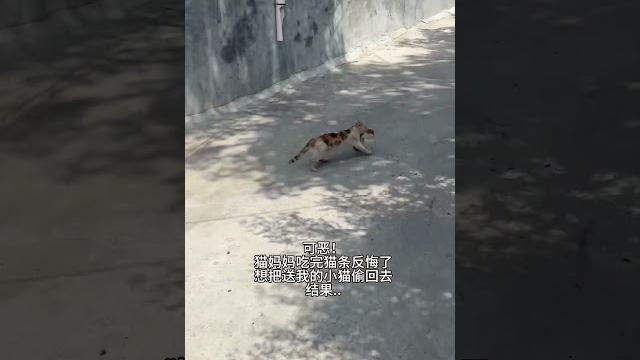 【#雪球日记】飞来横猫?2.0版 #猫#小奶猫 #萌宠出道计划 【#雪球日记】飞来横猫?2.0版 #猫#小奶猫 #萌宠出道计划