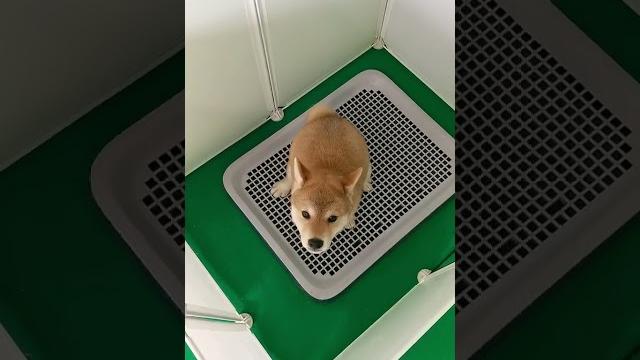 补充一下当狗狗在围栏内出现转圈,嗅闻地面的时候植入便便口令。#柴犬联盟#幼犬定点大小便训练 补充一下当狗狗在围栏内出现转圈,嗅闻地面的时候植入便便口令。#柴犬联盟#幼犬定点大小便训练