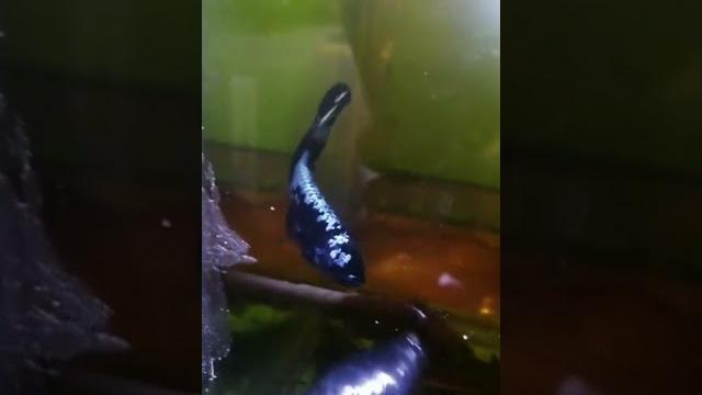 Simple betta fish stick | daftar populer Simple betta fish stick | daftar populer